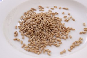 Soft White Winter Wheat berries