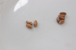 Spelt--on the left, soaked (see the little germ starting to grow?) On right, unsoaked.
